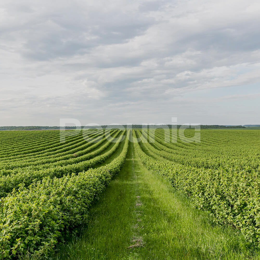 Agricultural Project